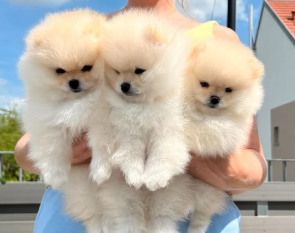 Regalo cuccioli di Volpini Spitz di Pomerania 