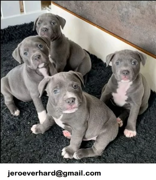 Regalo Cuccioli di American pitbull terrier 