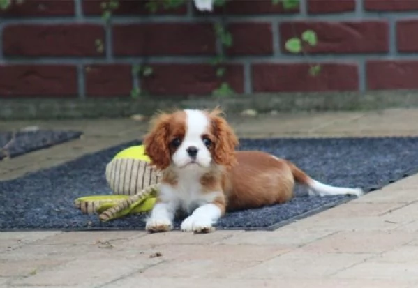 Regalo Bellissimo cucciolo di Cavalier king | Foto 0