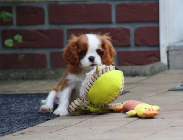 Regalo Bellissimo cucciolo di Cavalier king