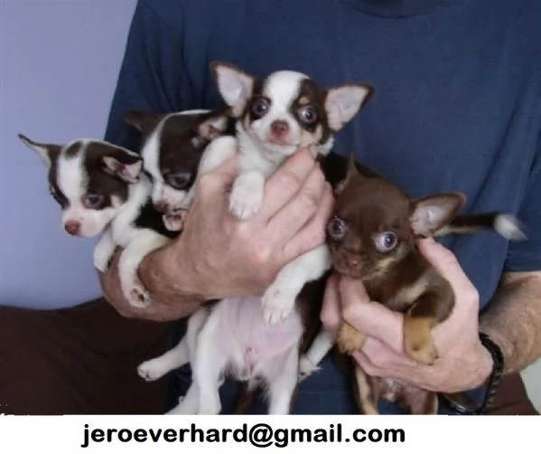 Regalo Chihuahua toy