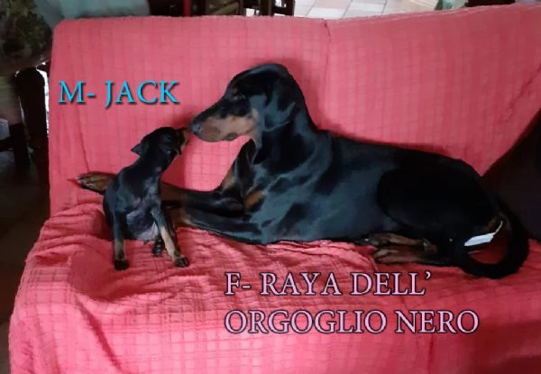 Bellissima cucciolata