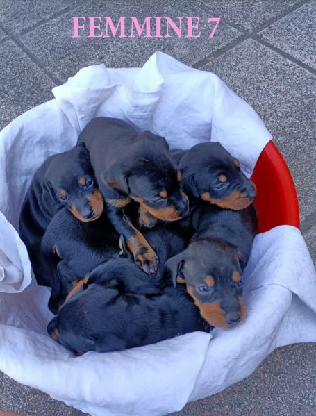 Bellissima cucciolata | Foto 3