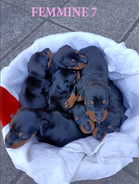 Bellissima cucciolata | Foto 2