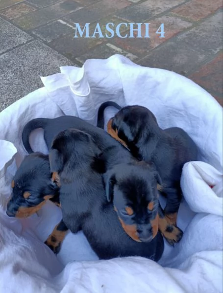 Bellissima cucciolata | Foto 1