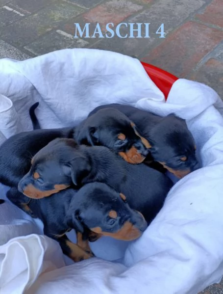 Bellissima cucciolata | Foto 0