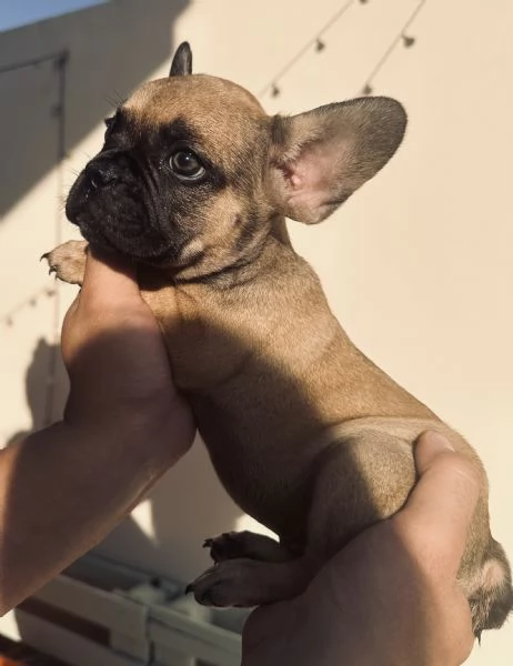 Cuccioli di Bulldog Francese  | Foto 4