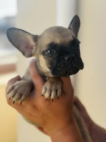Cuccioli di Bulldog Francese  | Foto 3