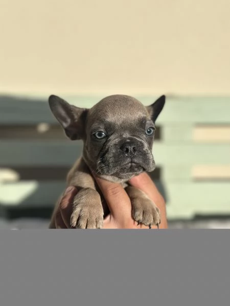 Cuccioli di Bulldog Francese  | Foto 2