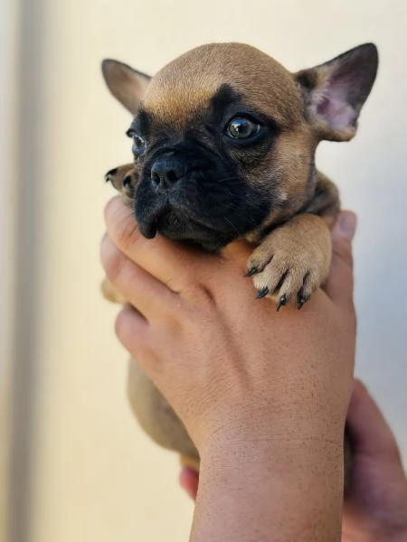 Cuccioli di Bulldog Francese  | Foto 1