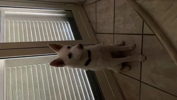 Regalo cucciola Incrocio Husky  | Foto 1