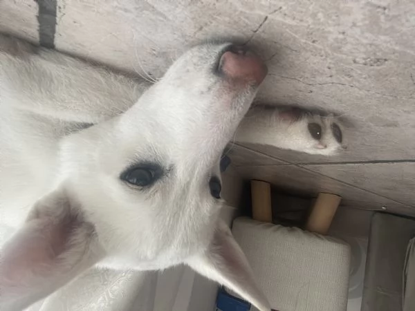 Regalo cucciola Incrocio Husky  | Foto 0