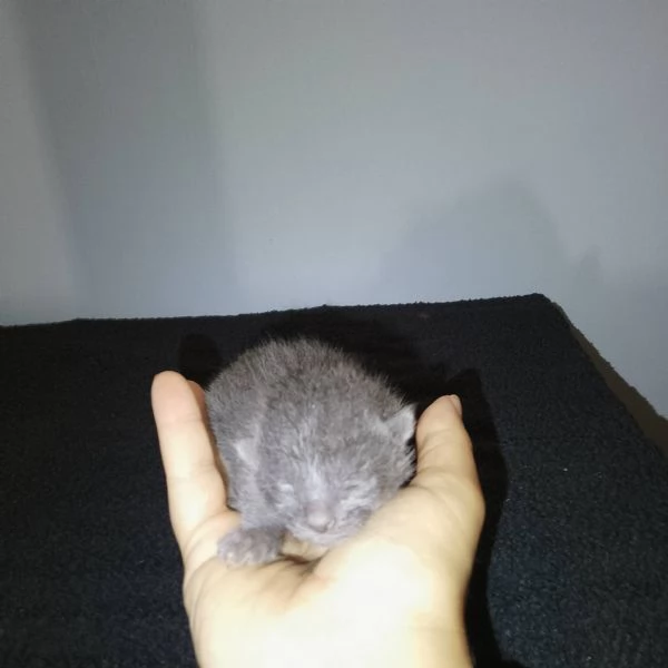 Meravigliosi gattini incrocio certosino