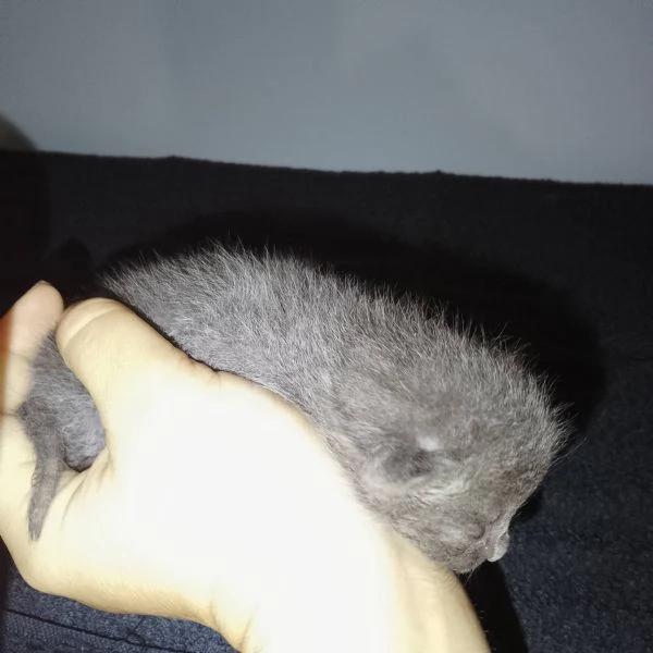 Meravigliosi gattini incrocio certosino | Foto 3