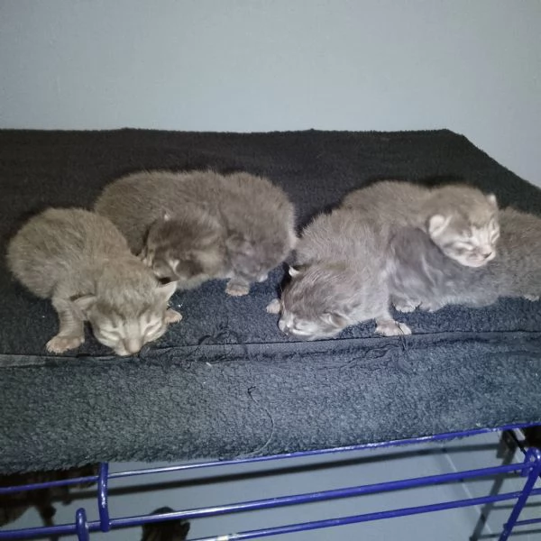 Meravigliosi gattini incrocio certosino | Foto 2