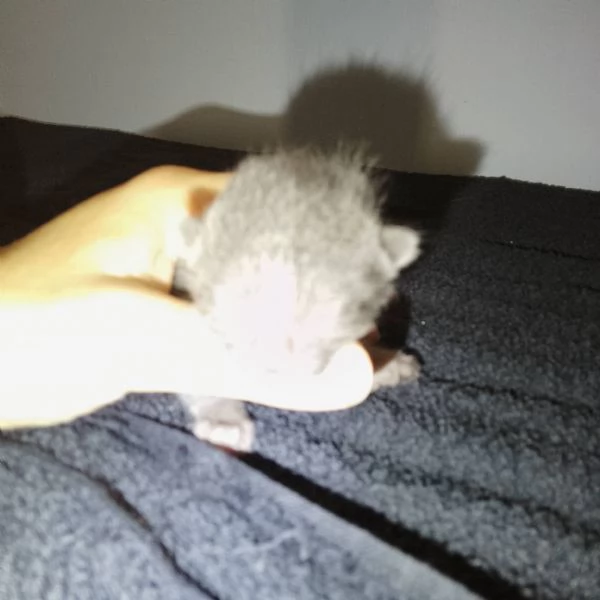Meravigliosi gattini incrocio certosino | Foto 1