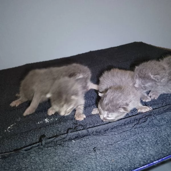 Meravigliosi gattini incrocio certosino | Foto 0