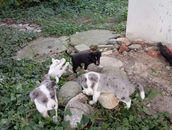 regalo cuccioli meticci