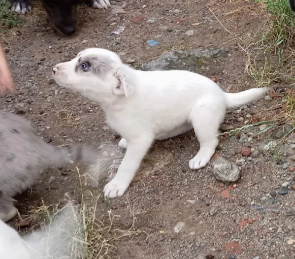 regalo cuccioli meticci | Foto 4