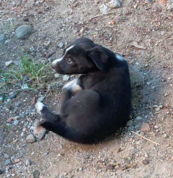 regalo cuccioli meticci | Foto 3