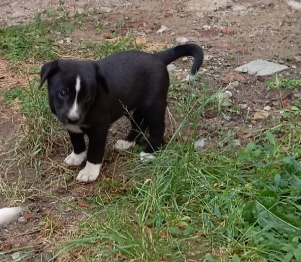 regalo cuccioli meticci | Foto 2