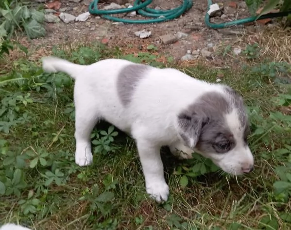 regalo cuccioli meticci | Foto 1