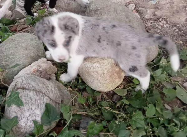 regalo cuccioli meticci | Foto 0