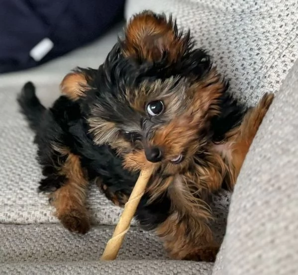 Cuccioli di Yorkshire Terrier. Contattateci per maggiori informazioni.