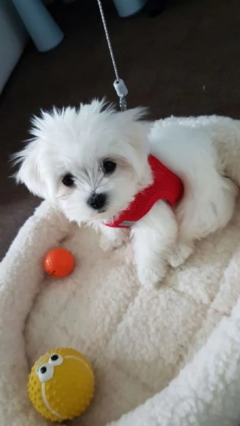 In regalo: cuccioli di Maltese addestrati a casa, pronti per essere adottati.