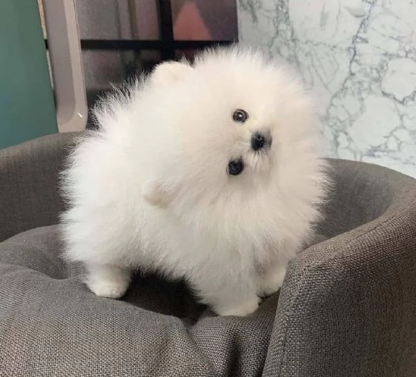 Cuccioli di Pomerania giocherelloni | Foto 0