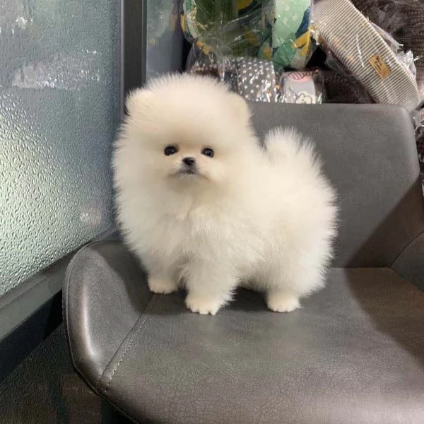 Cuccioli di Pomerania giocherelloni