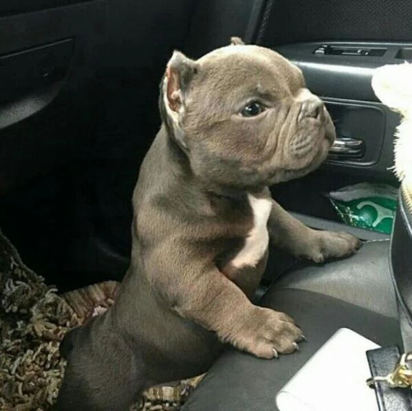 Cuccioli di Pitbull di razza pura di 3 mesi a prezzi convenienti | Foto 0
