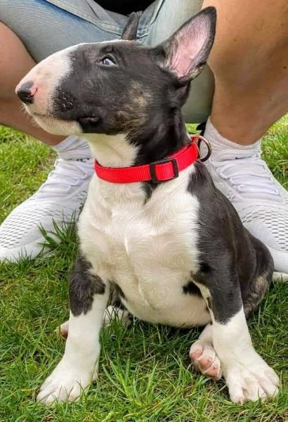 Adorabili cuccioli di Bull Terrier.