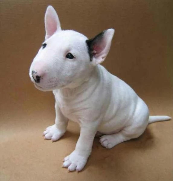 Adorabili cuccioli di Bull Terrier. | Foto 0
