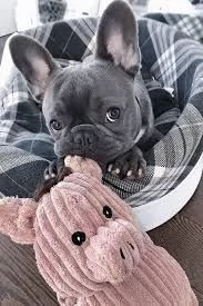 Bulldog francese femmina bianca e nera. Contattatemi per maggiori informazioni. | Foto 0