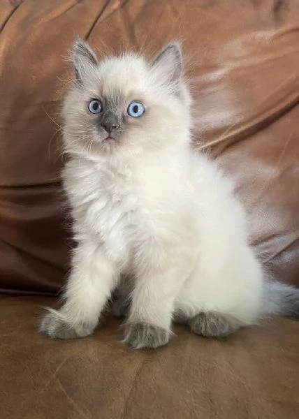 Gattini Ragdoll colorati, in regalo. Contattatemi per maggiori informazioni. | Foto 0