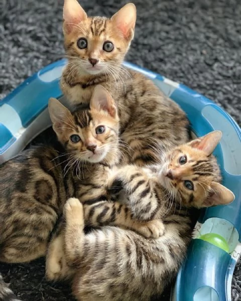 Gattini del Bengala in adozione. Contattateci per maggiori informazioni.