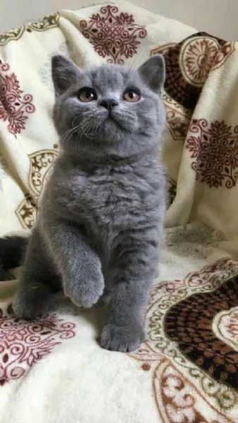 Gattini di British Shorthair pronti per essere adottati. | Foto 0