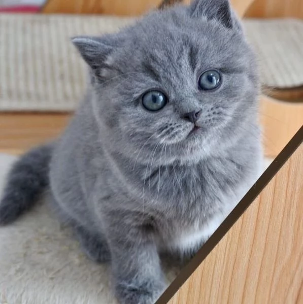 Gattini di British Shorthair pronti per essere adottati.