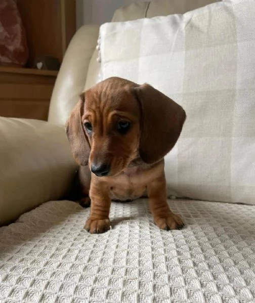 Dolcissimi cuccioli di Bassotto Nano | Foto 0