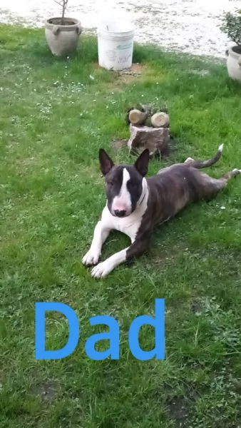 Bull terrier  standard | Foto 5