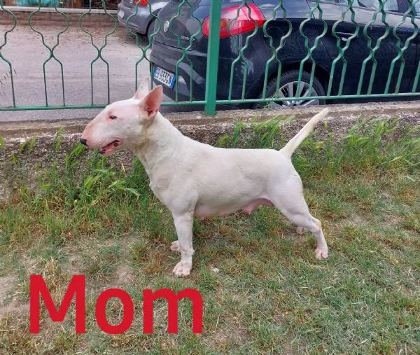 Bull terrier  standard | Foto 4
