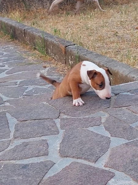 Bull terrier  standard | Foto 3