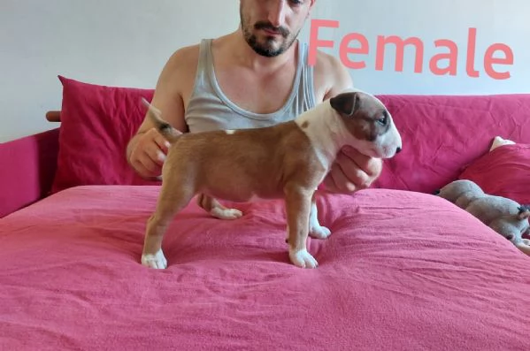 Bull terrier  standard