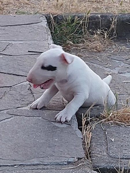 Bull terrier  standard | Foto 2