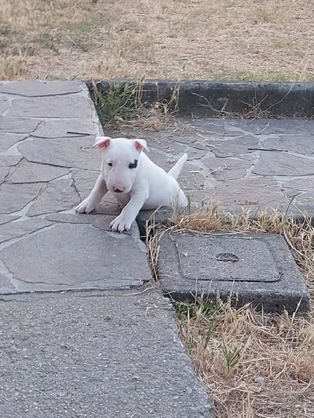 Bull terrier  standard | Foto 1