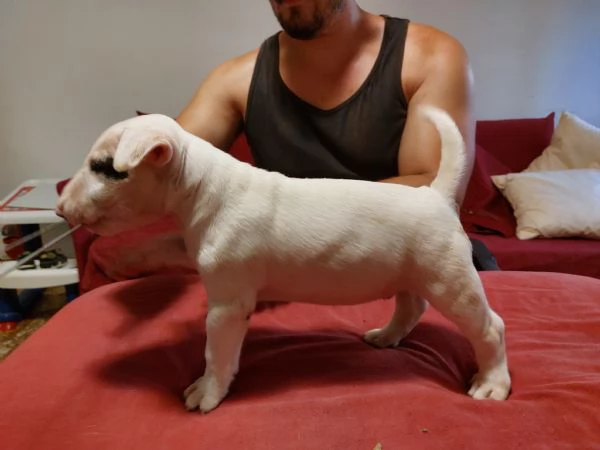 Bull terrier  standard | Foto 0