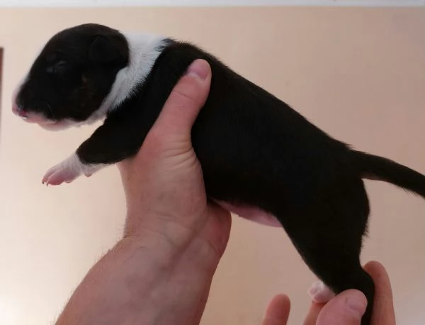 Cucciola di Bull Terrier bianca e nera/alta selezione