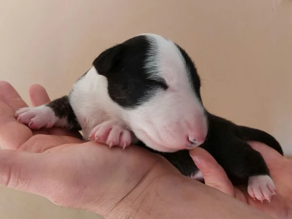 Cucciola di Bull Terrier bianca e nera/alta selezione | Foto 6