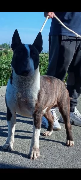 Cucciola di Bull Terrier bianca e nera/alta selezione | Foto 4
